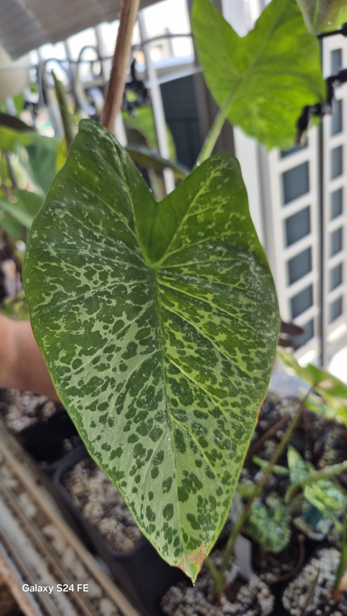 Colocasia Phet Sri Ko Rar